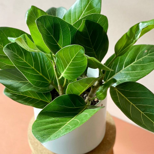 Суперсредство для фикуса: растение станет пышнее и зеленее, если вы один раз польете его этой жидкостью